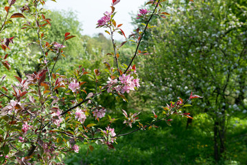 Sakura blossoms