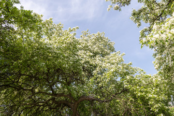 Pear blossoms