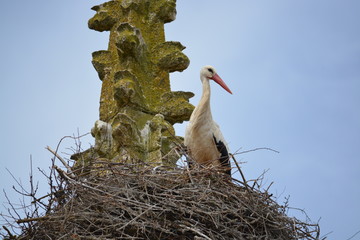 cria de cigüeña en nido de ramas