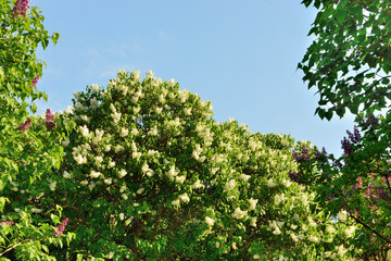 Белая сирень