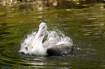Young pelican