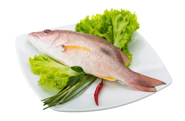 Raw red snapper