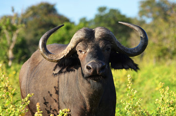 Fototapeta premium African Buffalo
