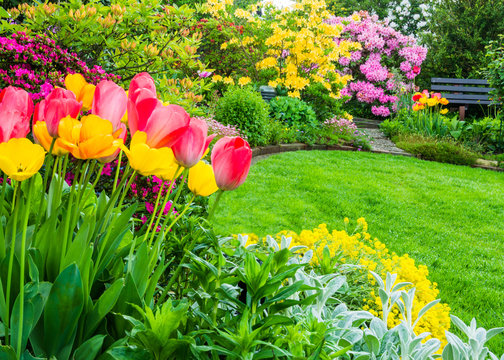 Tulpen im Fr&uuml;hlingsgarten