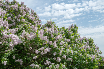 Obraz premium Lilac blossoms