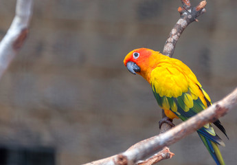 colorful parrot sitting