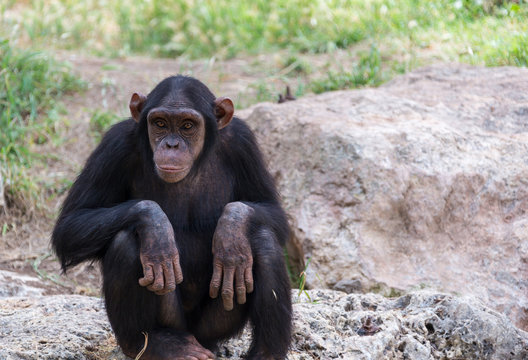 Chimpanzee Sitting On Stones