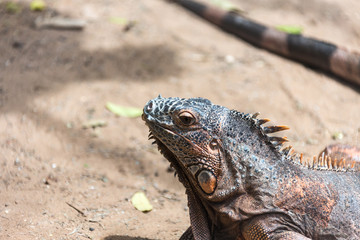 iguana closeup