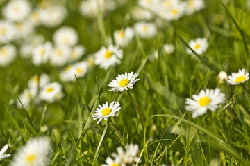 Gänseblümchen