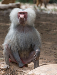 portrait of baboon monkey nature