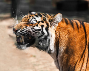tiger portrait closeup