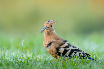 Hoopoe (Upupa epops)