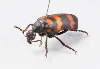 Blister beetles - mylabris phalerata