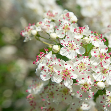 Wei&szlig;dorn - Crataegus