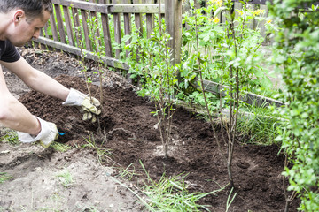 Ligusterhecke anpflanzen