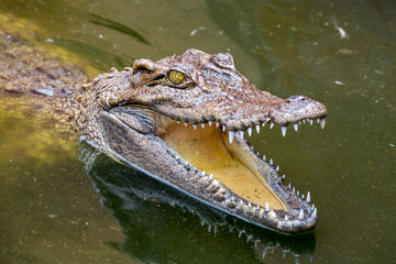 Aggressives Krokodil