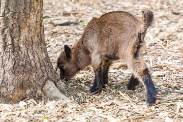 young goat,  in nature