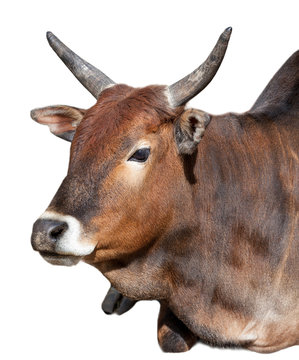 Indian cow portrait isolated
