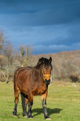 Croatian horse breed, Cold-Blooded