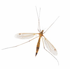 mosquito isolated on white (with clipping path)