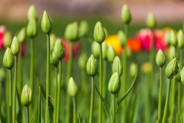 Obraz na płótnie Canvas flowerbed with green buds of tulips