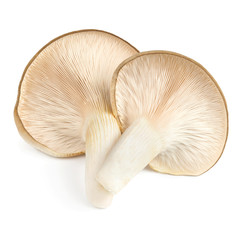 Oyster mushrooms