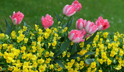 tulpen