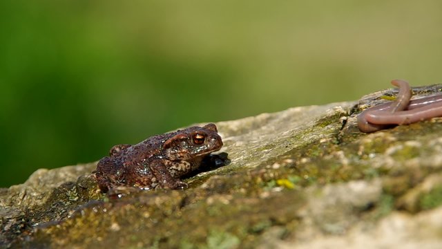 Toad frog an earthworms on wooden bark