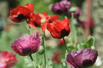 Mohn