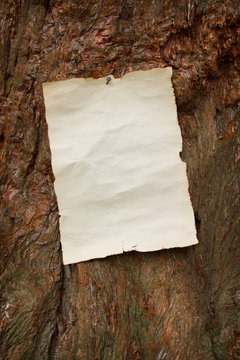 blank antique paper nailed to a tree