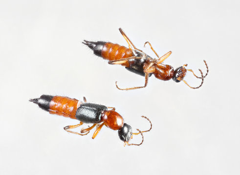 Rove beetles or paederus fuscipes