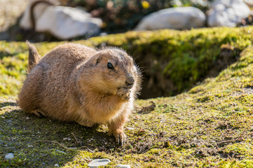 Erdhörnchen vor dem Bau