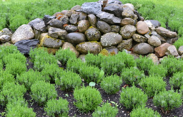 plantes aromatiques