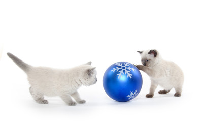 Cute kitten and ornament