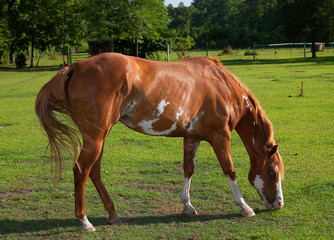 Fototapeta premium Eating horse