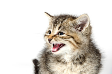 Cute tabby kitten