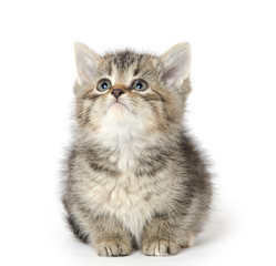 Cute tabby kitten