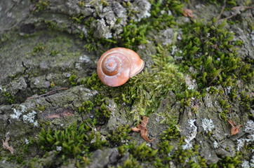kleines Schneckenhaus
