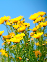 yellow flowers close up