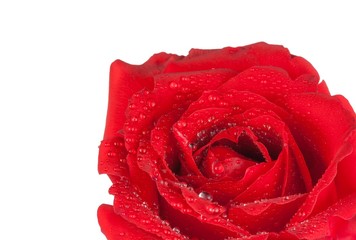 red rose on white background, valentine day and love concept