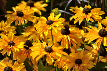 Blommor