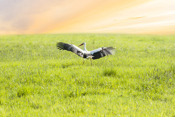 White stork walking on green meadow near sunset © ryszard filipowicz