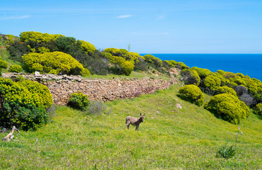 Asinara island in Sardinia, Italy