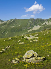 Fototapeta na wymiar mountain meadow covered with yellow flowers and stones in spring