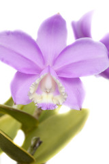 Obraz premium cattleya orchid
