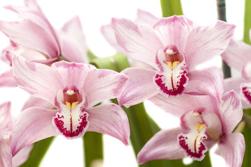 cymbidium orchid