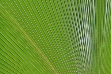 Obraz premium tropical palm leaves close up background copy space