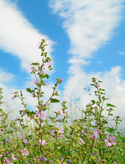 flowers and clouds