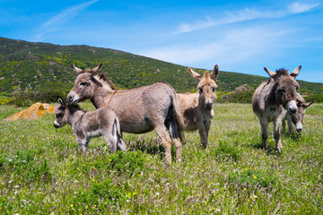 Donkeys in Asinara island in Sardinia, Italy