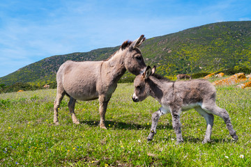 Donkeys in Asinara island in Sardinia, Italy